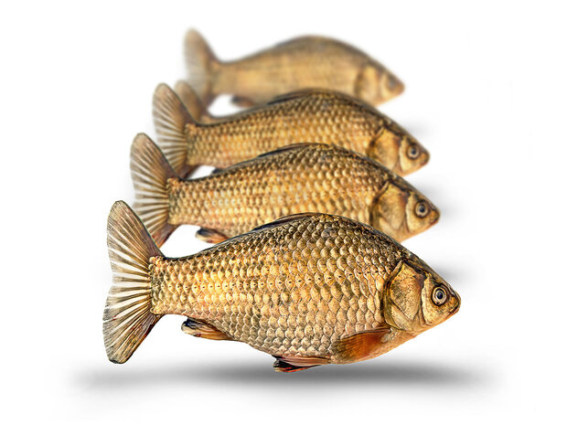 Prebaits Giebel Middel *6 - Vacu&uuml;m verpakt