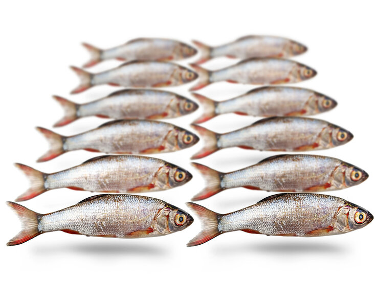 Prebaits Zilverwinde Klein *6 - Vacu&uuml;m verpakt