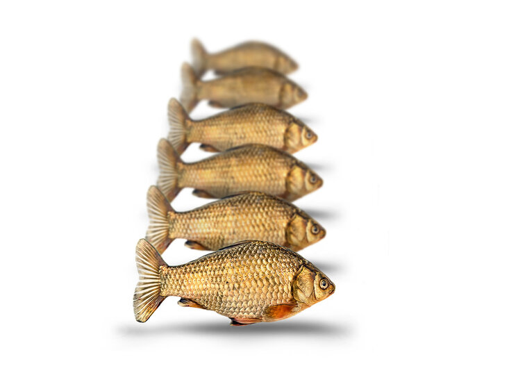 Prebaits Giebel Klein *6 - Vacu&uuml;m verpakt