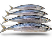 Makreel Middel Prebaits