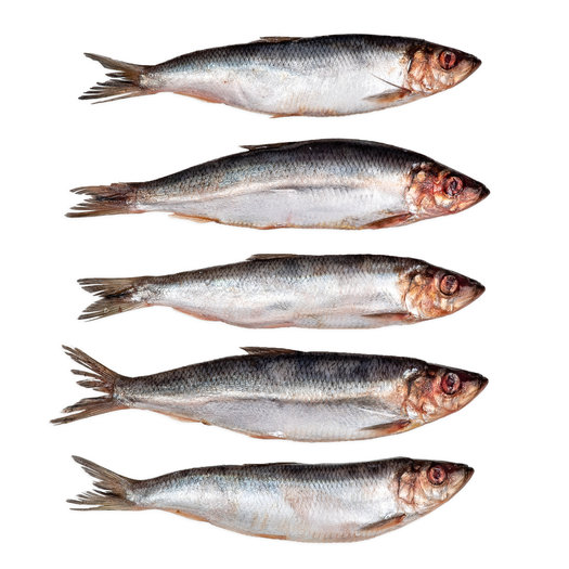 Kleine haring - prebaits