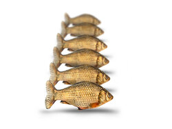 Prebaits Giebel Klein *6 - Vacuüm verpakt